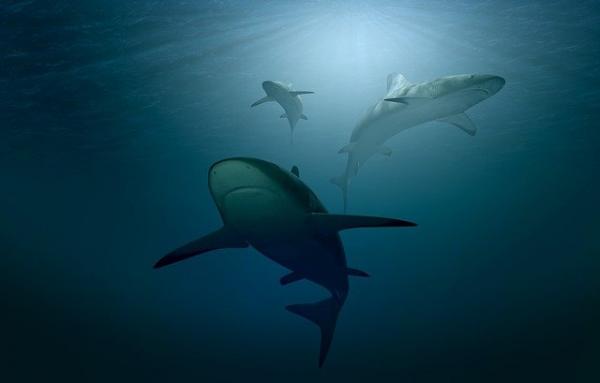 Shark Ciekawostki - Sharks GPS to pole magnetyczne Ziemi