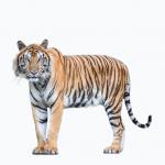 1632895628 664 Tygrys bengalski Siedlisko i charakterystyka