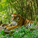 1632895628 676 Tygrys bengalski Siedlisko i charakterystyka