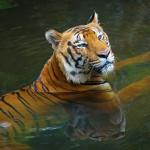 1632895628 715 Tygrys bengalski Siedlisko i charakterystyka