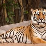 1632895628 991 Tygrys bengalski Siedlisko i charakterystyka