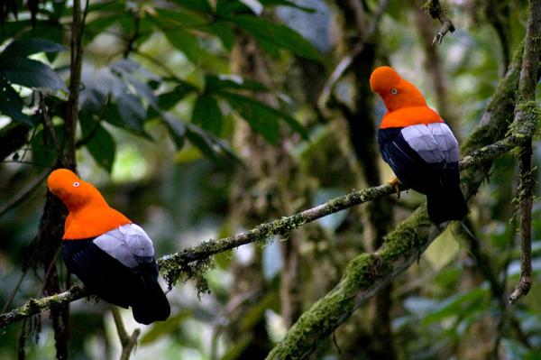 Egzotyczne ptaki Wenezueli – 7. Kogut na skałach
