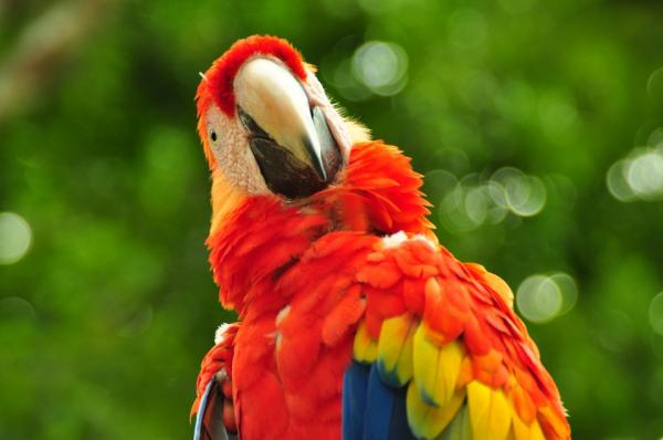 Egzotyczne ptaki Wenezueli - 2. Guacamaya
