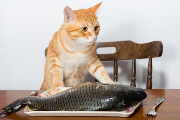 Czy koty mogą jeść ryby?  - Jak dać kotu rybę?