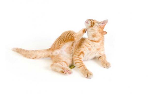 Prosówkowe zapalenie skóry kotów - Objawy i leczenie - Pasożyty zewnętrzne jako przyczyna