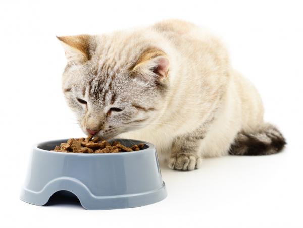 Prosówkowe zapalenie skóry kotów - objawy i leczenie - alergie pokarmowe jako przyczyna