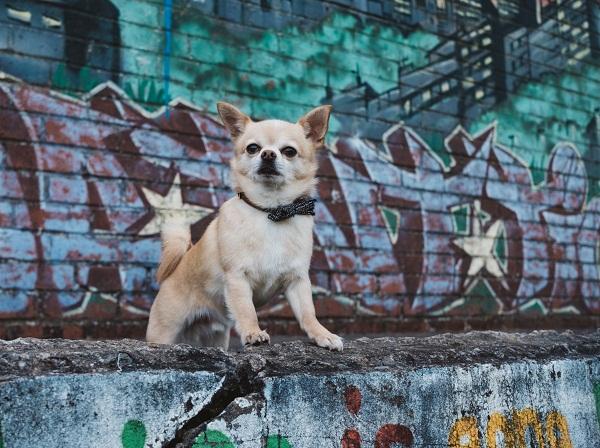 Imiona dla psów Chihuahua - Imiona dla samców psów Chihuahua