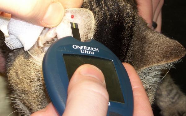 Cukrzyca u kotów - Objawy, diagnoza i leczenie - Jak stawia się diagnozę?