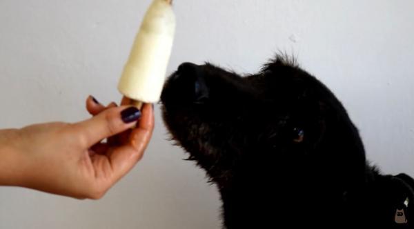 4 przepisy na lody dla psów - Przepis 3 - Lody arbuzowo-jogurtowe 