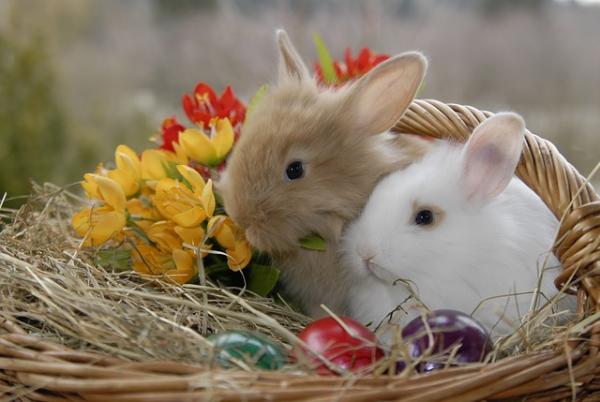 Imiona dla królików - Imiona dla par królików