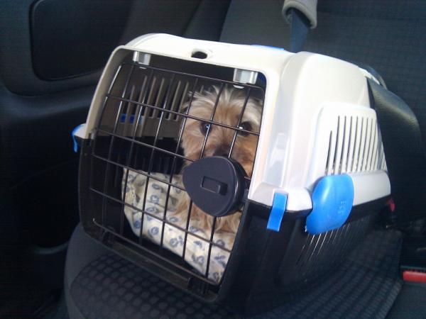 Zapobiegaj zawrotom głowy u psa w samochodzie - Przyzwyczaj psa do samochodu