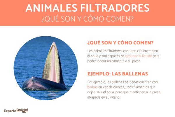 Zwierzęta filtrujące - Co to są i przykłady - Co to są zwierzęta filtrujące?