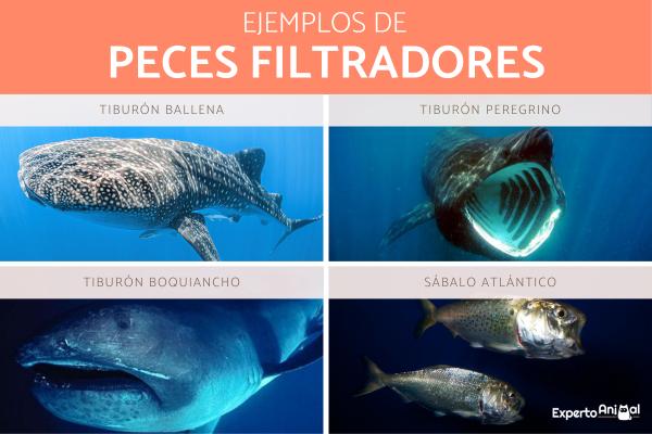 Filtruj zwierzęta - Co to są i przykłady - Filtruj przykłady ryb