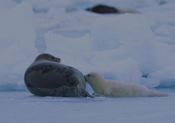 Przystosowanie do foki polarnej — płetwonogie