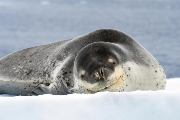 Adaptacja polarnych fok — foki antarktyczne