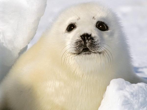 Adaptacja polarnych fok — arktyczne foki