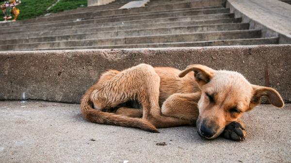 Opieka i karmienie niedożywionego psa – objawy niedożywionego psa