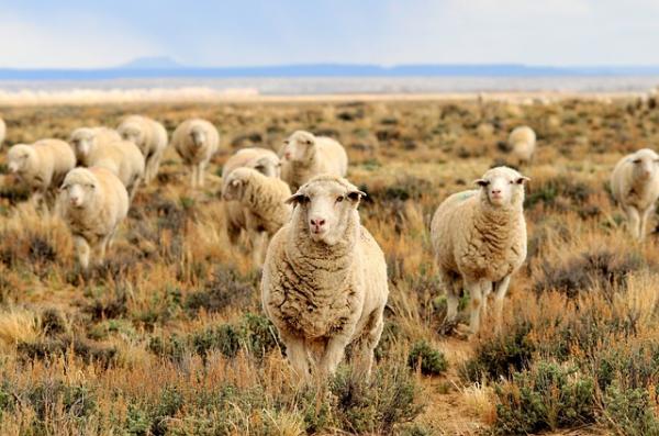 Przykłady przeżuwaczy - 2. Owce