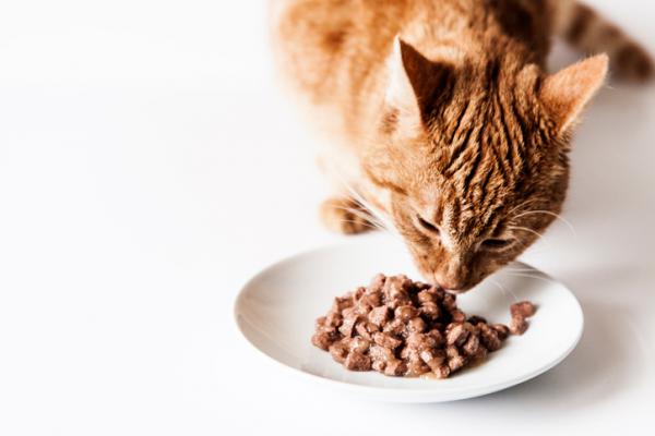Czy koty mogą jeść makaron?  - Optymalne karmienie kotów