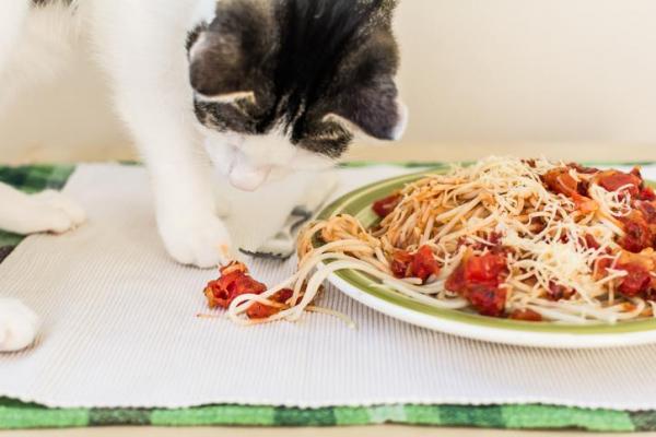 Czy koty mogą jeść makaron?  - Czy koty mogą jeść makaron z pomidorami?