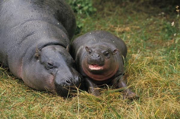 Jak rozmnażają się hipopotamy?  - Jak rozmnażają się hipopotamy karłowate?