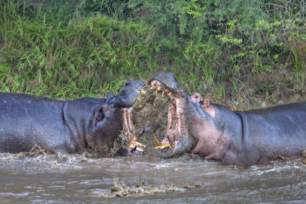 Jak rozmnażają się hipopotamy?  - Jak tam zaloty hipopotamów?