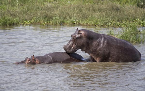 Jak rozmnażają się hipopotamy?  - Jak rozmnaża się hipopotam pospolity?