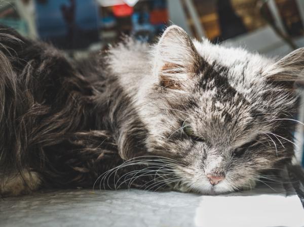 Biegunka u starszych kotów - przyczyny i leczenie - Leczenie biegunki u starszych kotów