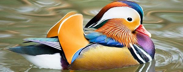Najbardziej egzotyczne zwierzęta świata - Mandarin Duck