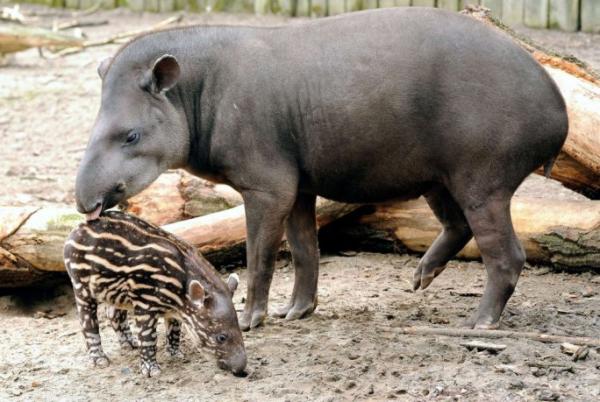 Najbardziej egzotyczne zwierzęta na świecie - Tapir