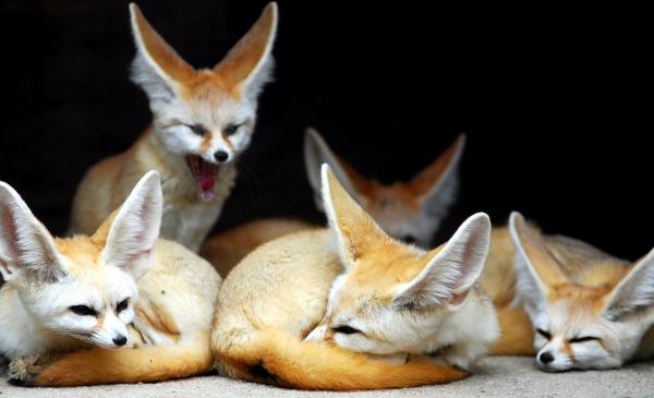 Najbardziej egzotyczne zwierzęta na świecie - Fennec Fox
