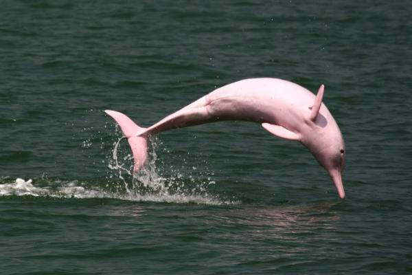 Najbardziej egzotyczne zwierzęta świata - Różowy delfin