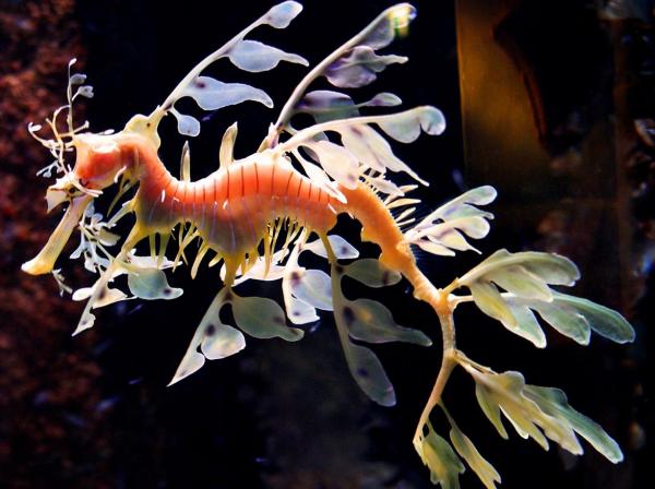 Najbardziej egzotyczne zwierzęta na świecie - Morskie Smoki