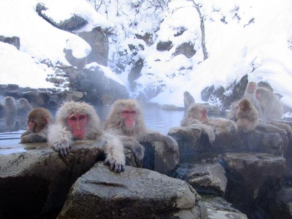 Najbardziej egzotyczne zwierzęta świata - Macacos Onsen