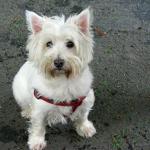1632986502 105 West highland white terrier