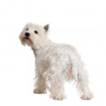 1632986502 406 West highland white terrier