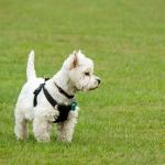 1632986502 627 West highland white terrier