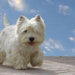 1632986502 981 West highland white terrier