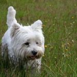 1632986503 198 West highland white terrier