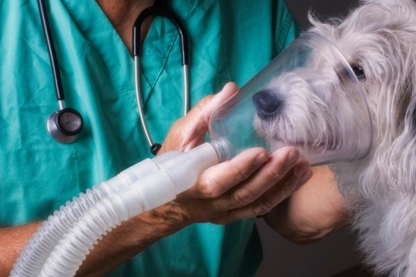 Obrzęk płuc u psów - rokowanie i leczenie - diagnostyka i leczenie obrzęku płuc u psów