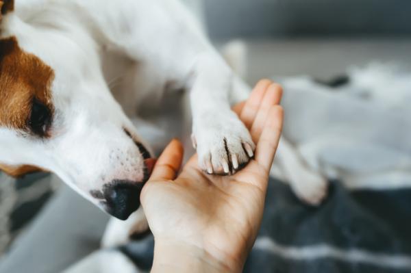 Dlaczego mój pies liże moje ręce?  - Dlaczego mój pies liże moje ręce?