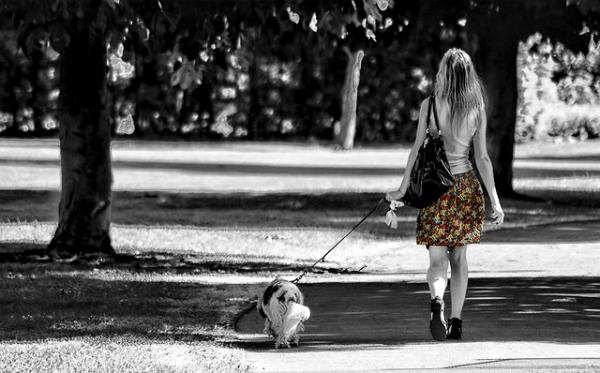 Jak sprawić, by pies dobrze się zachowywał?  - Co się stanie, jeśli problem nawróci podczas spaceru?