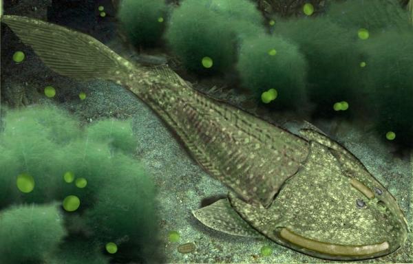 Agnatos lub ryby bezszczękowe - charakterystyka i przykłady - Ostrakodermy: wymarłe ryby bezszczękowe