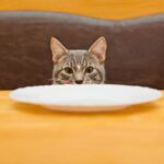 3 przepisy dla smakoszy dla kotow