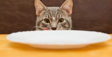 3 przepisy dla smakoszy dla kotow