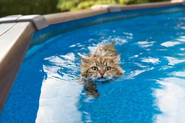 5 ras kotow ktore najbardziej lubia wode