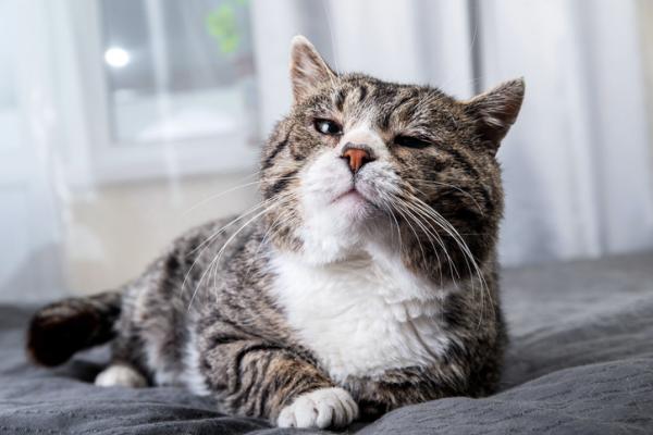 Biegunka u starszych kotow przyczyny i leczenie