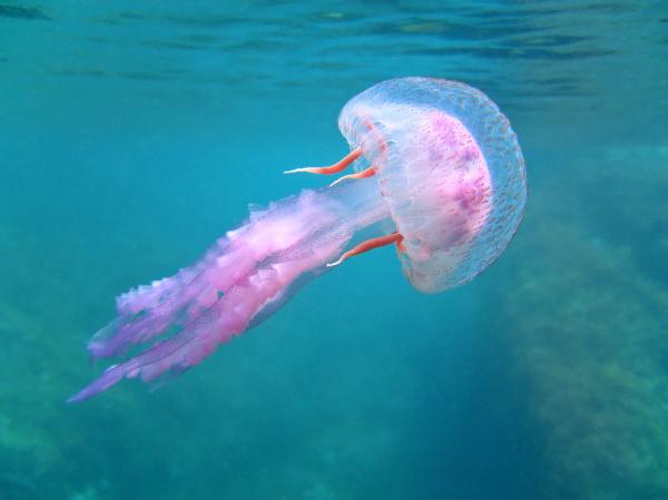Ciekawostki meduzy