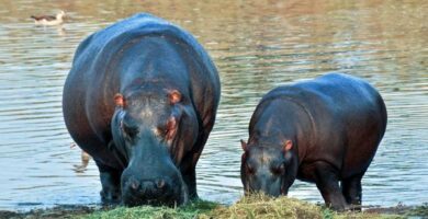 Co jedza hipopotamy