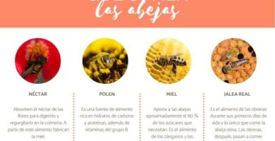 Co jedza pszczoly